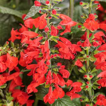 Salvia coccinea - Unplugged&reg; Red Scarlet Sage