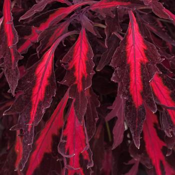 Coleus - FlameThrower™ 'Adobo Pink' Coleus - FlameThrower™ 'Adobo Pink'
