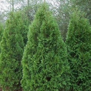 Thuja orientalis - 'Blue Cone' Arborvitae