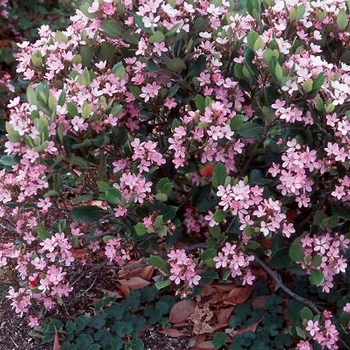 Rhaphiolepis indica - 'Pinkie' Indian Hawthorne