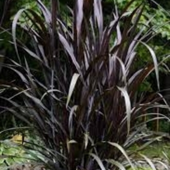 Pennisetum - 'First Knight' Ornamental Grass