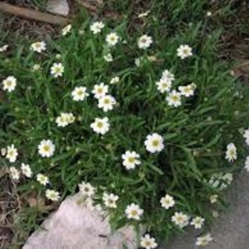 Melampodium leucantheum - Blackfoot Daisy