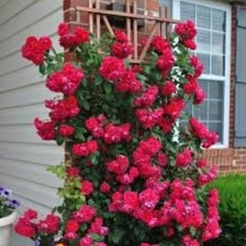 Rosa - 'Blaze' Climbing Rose