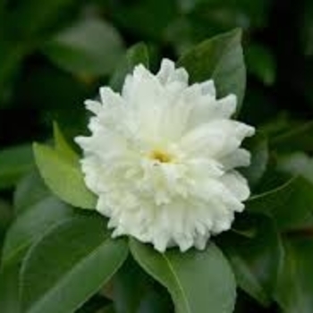 Camellia sasanqua - 'Snow on the Mountain'