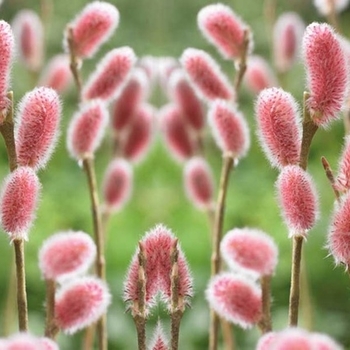 Salix caprea - 'French' Pussy Willow