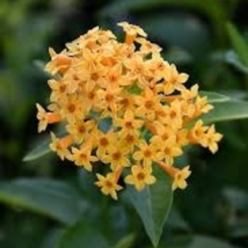 Cestrum aurantiacum - 'Orange Zest' Willow-leaf