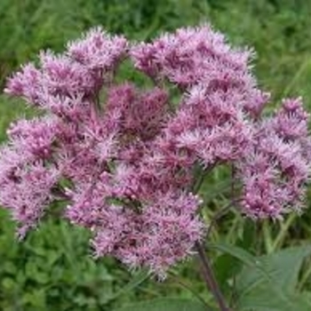 Eutrochium purpureum - Joe Pye Weed