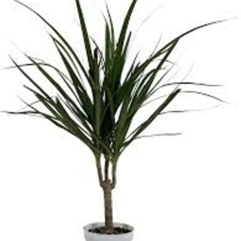 Dracaena marginata - Dragon Tree