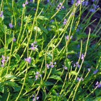 Stachytarpheta jamaicensis - Blue Porter Weed