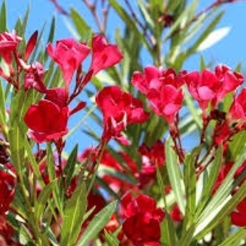 Nerium oleander - 'Hardy Red' Oleander