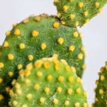 Opuntia microdasys - Yellow Bunny Ear Cactus