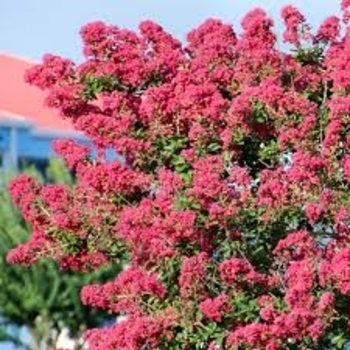 Lagerstroemia indica - 'Petite Strawberry Crapemyrtle