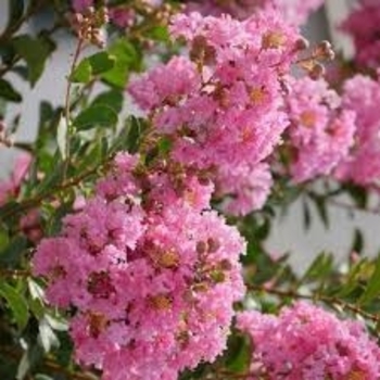 Lagerstroemia indica Guava - 'Guava Petite' Crape Myrtle