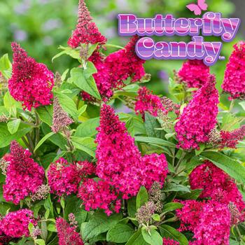 Buddleia davidii (Butterfly Bush) - Butterfly Candy® Li'l Raspberry™ Buddleia davidii (Butterfly Bush) - Butterfly Candy® Li'l Raspberry™