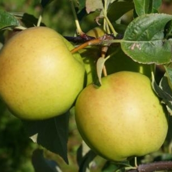 Malus domestica - 'Golden Dorsett' Apple