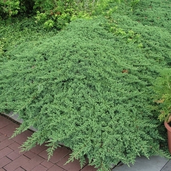 Juniperus procumbens - 'Greenmound' Juniper