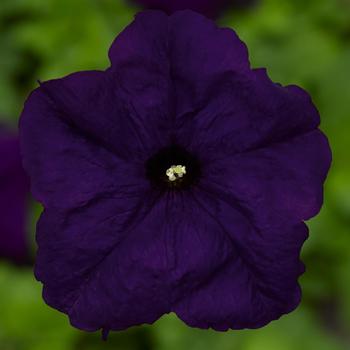 Petunia grandiflora - Duvet™ Blue Improved Petunia grandiflora - Duvet™ Blue Improved