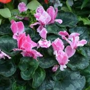 Cyclamen - Allure 'Dark Salmon Pink'