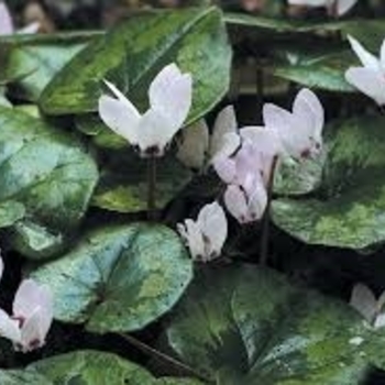 Cyclamen - Allure 'Pure White'