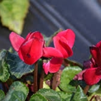 Cyclamen - Allure 'Wine Red'