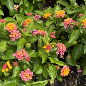 Lantana - Heartland® 'Sunrise' Lantana - Heartland® 'Sunrise'