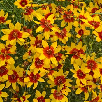 Coreopsis (Tickweed) - Sizzle and Spice