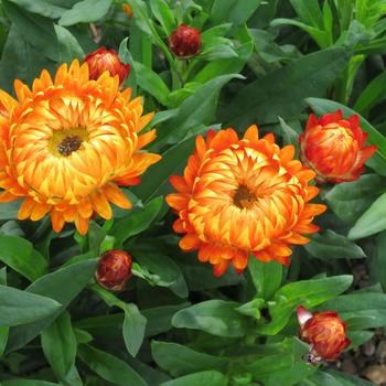 Bracteantha bracteata - 'Granvia Harvest Orange' Strawflower Bracteantha bracteata - 'Granvia Harvest Orange' Strawflower