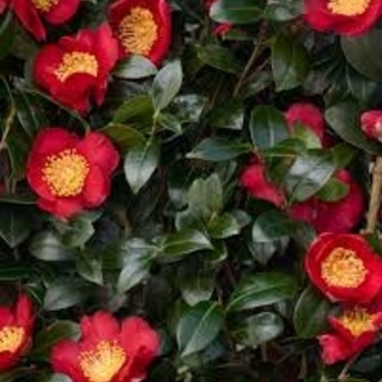 Camellia sasanqua - 'Yuletide'