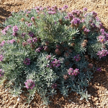 Teucrium aroanium - Creeping Germander