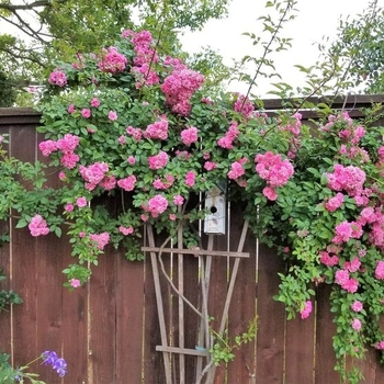 Rosa - 'Peggy Martin' Climbing Rose