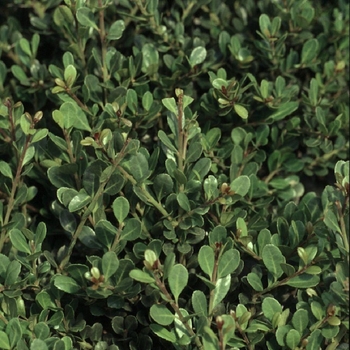 Ilex crenata - 'Compacta' Compact Holly 