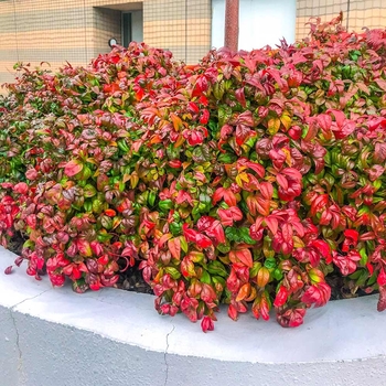 Nandina domestica - 'Firepower' Heavenly Bamboo