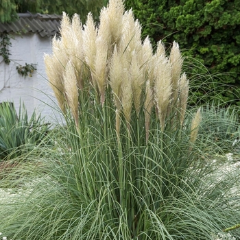 Cortaderia selloana - Pampas Grass