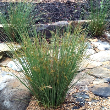 Juncus inflexus - Hard Rush