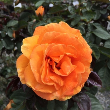 Rosa - 'Vavoom™' Floribunda Rose