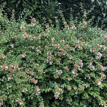 Abelia x grandiflora - 'Little Richard' Glossy Abelia