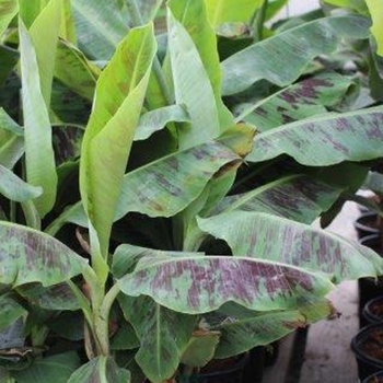 Musa - 'Dwarf Cavendish' Dwarf Banana