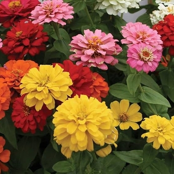 Zinnia - Zinnia