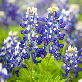 Lupinus texensis - Texas Bluebonnet