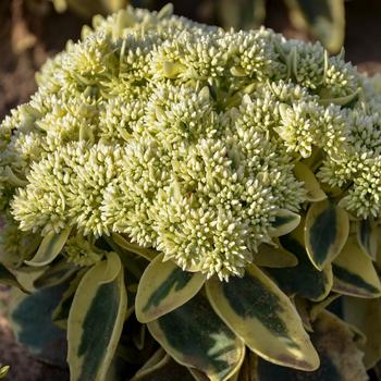 Sedum telephium - 'Frosted Fire' Stonecrop
