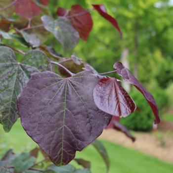 Cercis canadensis - Midnight Express&reg; Redbud