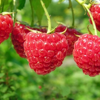 Rubus idaeus - 'Caroline' Raspberry Rubus idaeus - 'Caroline' Raspberry