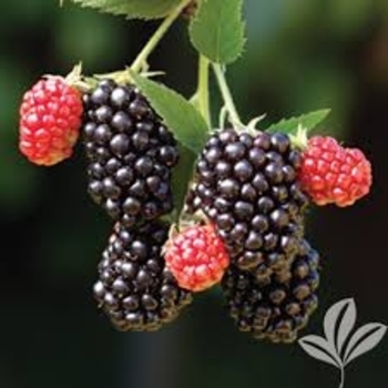 Rubus fruticosa - 'Kiowa' Blackberry Rubus fruticosa - 'Kiowa' Blackberry