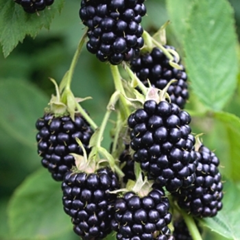 Rubus - 'Natchez' Blackberry Rubus - 'Natchez' Blackberry
