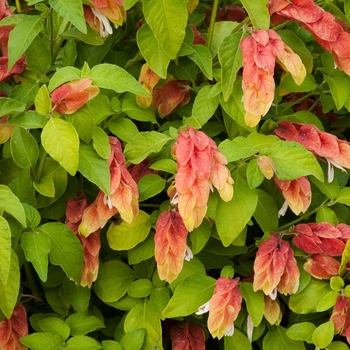Justicia brandegeana - Shrimp Plant Justicia brandegeana - Shrimp Plant