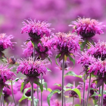 Monarda - Bee Balm Monarda - Bee Balm