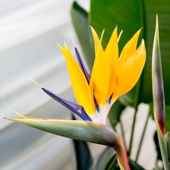 Strelitzia reginae - 'Mandela's Gold' Bird of Paradise Strelitzia reginae - 'Mandela's Gold' Bird of Paradise