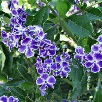 Duranta erecta - 'Sapphire Showers' Duranta Duranta erecta - 'Sapphire Showers' Duranta