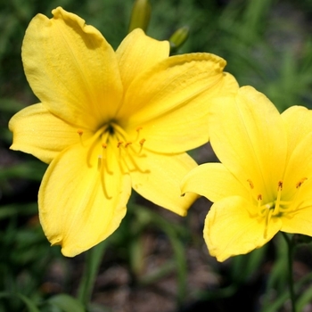 Hemerocallis - 'Yangtze' Daylily Hemerocallis - 'Yangtze' Daylily
