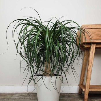 Beaucarnea recurvata - Pony Tail Palm Beaucarnea recurvata - Pony Tail Palm